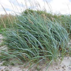 Elyme des sables / Leymus arenarius